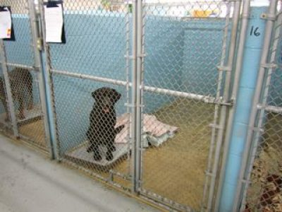 Dog & Cat Boarding | Waverly Animal Hospital